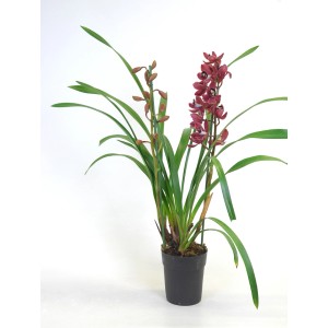 t.b.t. Orchidea z czerwonymi kwiatami w doniczce.