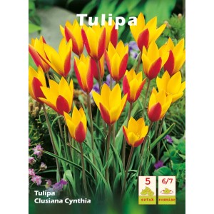 Tulipan 'Clusiana Cynthia': Żółto-czerwone kwiaty, idealne do ogrodu. Cebulki kwiatowe dla kolorowych akcentów.