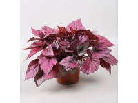 Begonia (Begonia) Indian sum - don. 12 cm