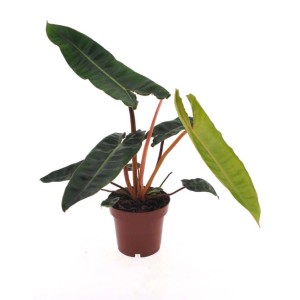 Roślina doniczkowa T.b.t. z podłużnymi, zielonymi liśćmi w brązowej doniczce.