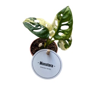 Monstera Variegata (Monstera adansonii Variegata) - don. 6 cm