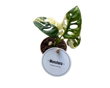 Monstera Variegata (Monstera adansonii Variegata) - don. 6 cm