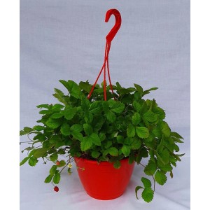 Wisząca poziomka pospolita w czerwonej doniczce z zielonymi liśćmi i czerwonymi owocami.