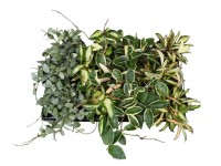 Hoya mix - don. 12 cm