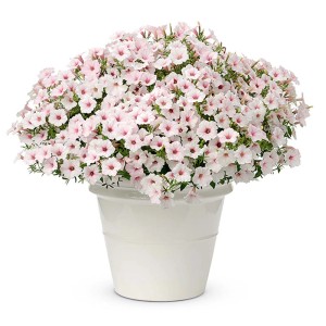 t.b.t. w białej doniczce. Delikatne różowo-białe kwiaty, idealne na rabaty i balkony.