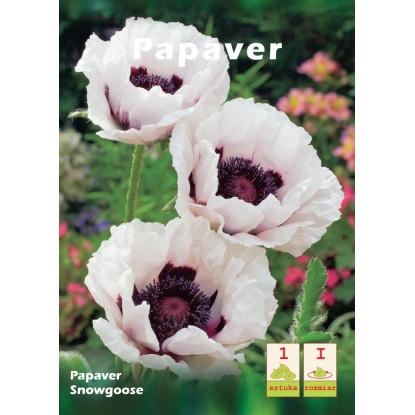 Mak (Papaver Snowegoose) 1szt.