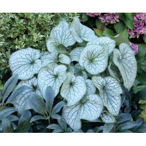 Roślina o srebrnych liściach (t.b.t.) z dekoracyjnymi, srebrzysto-zielonymi liśćmi. Roślina kwitnąca na rabaty i do donic.