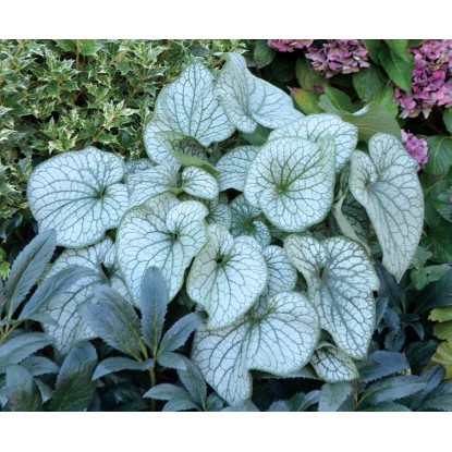Brunnera don.17 cm