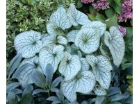Brunnera don.17 cm