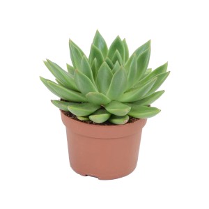 Eszeweria (Echeveria) agavoides - don. 10,5 cm