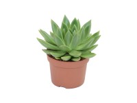 Eszeweria (Echeveria) agavoides - don. 10,5 cm