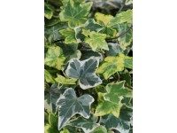 Bluszcz (Hedera sp.)