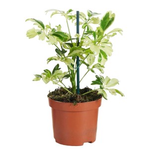 Roślina doniczkowa t.b.t. z zielono-białymi liśćmi w brązowej doniczce.