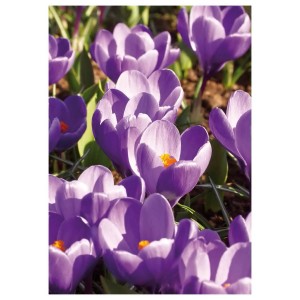 Zbliżenie fioletowych krokusów, popularnego wiosennego kwiatu.