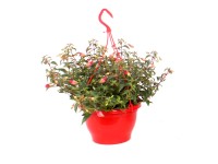 Fuksja wisząca wys. 30 cm