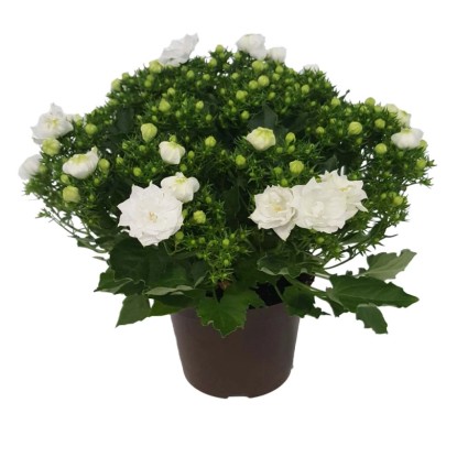 Campanula Like Mee, (Campanula sp.) biała wys.20cm, don.11cm