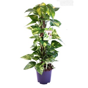 T.b.t., zielona roślina doniczkowa z żółto-zielonymi liśćmi, owinięta wokół palika z mchu w doniczce.