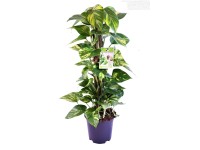 Scindapsus Epipremnum wys. 80cm