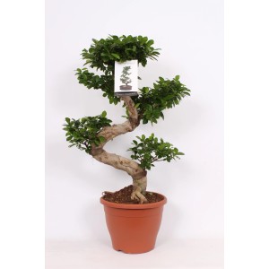 Dekoracyjny Ficus Bonsai w brązowej doniczce. Roślina doniczkowa.