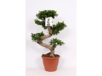 Fikus Ginseng typ S (Ficus microcarpa) - don. 29 cm