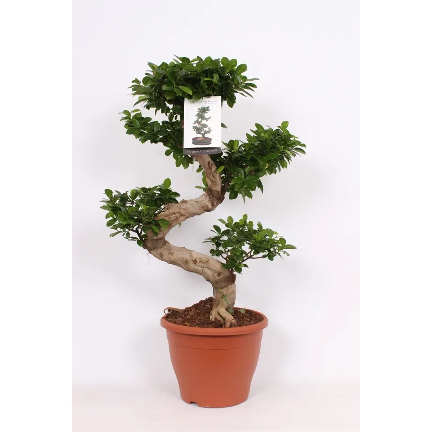 sakura bonsai tree Rolife 3D Wooden Puzzle