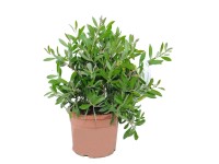 Kuflik (Callistemon Citrinus Splendens) - don. 18 cm