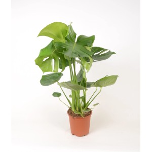 Monstera roślina doniczkowa, duże zielone liście.