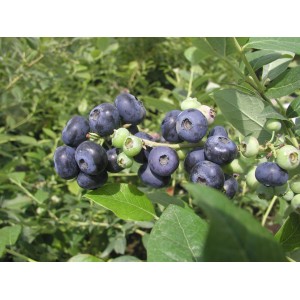 Świeże borówki na krzaku z zielonymi liśćmi.