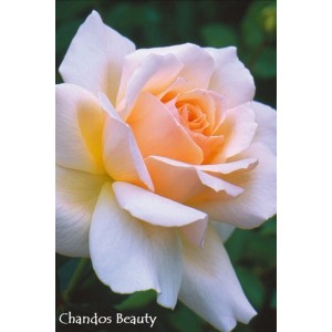 Zbliżenie delikatnej, morelowej róży rabatowej t.b.t.