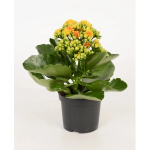 Żyworódka 'Signal' żółto-pomarańczowa w doniczce, kwitnąca roślina doniczkowa.