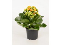 Żyworódka (Kalanchoe Signal) żółty pomarańcz - don. 9 cm