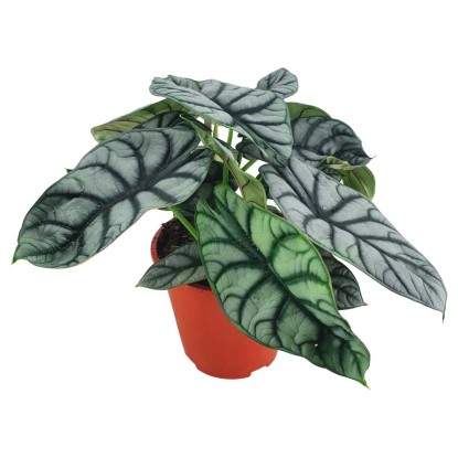 Alokazja (Alocasia) Silver Dragon - don. 19 cm