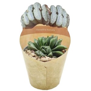 Sukulenty Haworthia truncata w doniczce z papierową opaską.