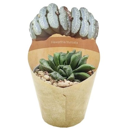 Sukulent (Succulent) Haworthia Truncata - don. 6,5 cm