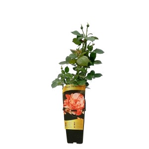 Róża rabatowa w doniczce, odmiana t.b.t., z zielonymi liśćmi i pąkami kwiatowymi.