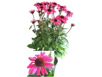 Jeżówka (Echinacea Premium) mix wys.45cm