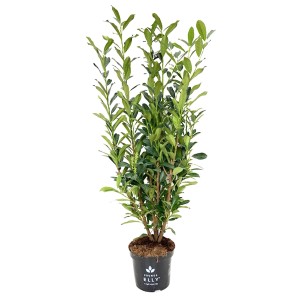 Zielona Laurowiśnia Novita w doniczce, krzaczasty wzrost.