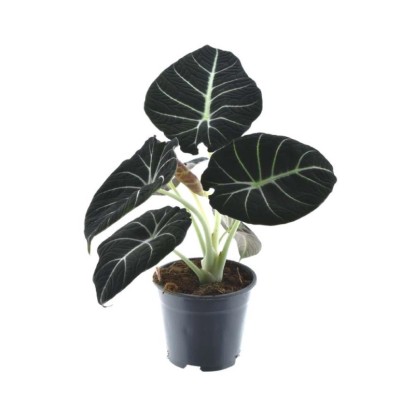 Alokazja (Alocasia) Black Velvet - don. 14 cm