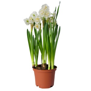 t.b.t. roślina kwitnąca z białymi kwiatami w doniczce.