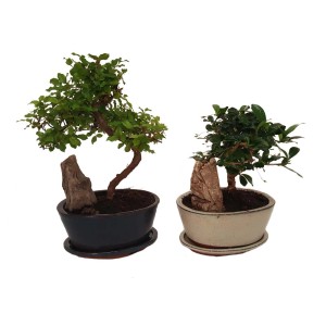 Dwa drzewka bonsai t.b.t. w różnych doniczkach z kamieniami dekoracyjnymi.