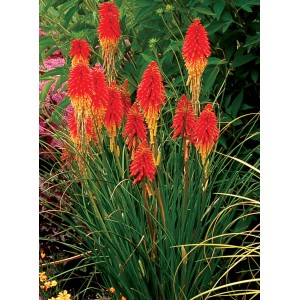 Kwitnąca Kniphofia (t.b.t.) w ogrodzie, czerwone i żółte kwiatostany.