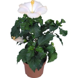 Hibiskus 'Fiori Grandi' z białym kwiatem w doniczce, ok. 13 cm Ø.