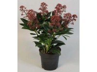 Skimia japońska (Skimmia Rubella) - don. 13 cm