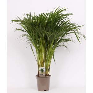 Zielona roślina doniczkowa t.b.t. w doniczce, duża roślina do wnętrz.