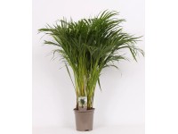 Palma Areka (Areca Dypsis)  wys. 95cm