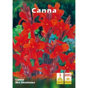 Canna 'Mrs Oklahoma' z czerwonymi kwiatami, cebulka kwiatowa do rabat i donic.