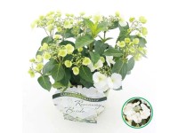 Hortensja (Hydrangea hybrid Runaway Bride) - don. 20 cm