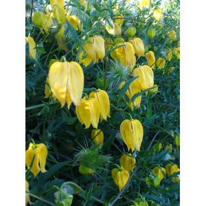 Żółto kwitnący powojnik (Clematis) ze zwisającymi kwiatami.