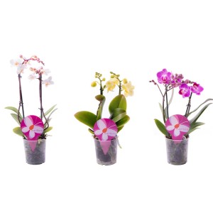 Trzy mini storczyki (biały, żółty, różowy) w doniczkach. Dekoracyjne rośliny doniczkowe.