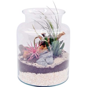 4Flower Tillandsia mix słój szklany PR EMIUM